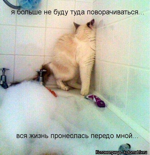 я больше не буду туда поворачиваться... вся жизнь пронеслась передо мной...... Котоматрица: я больше не буду туда поворачиваться... вся жизнь пронеслась передо мной...