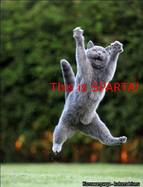 This is SPARTA!... Котоматрица: This is SPARTA!