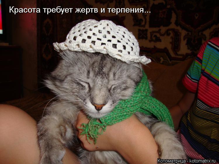 Красота требует жертв и терпения...... Котоматрица: Красота требует жертв и терпения...