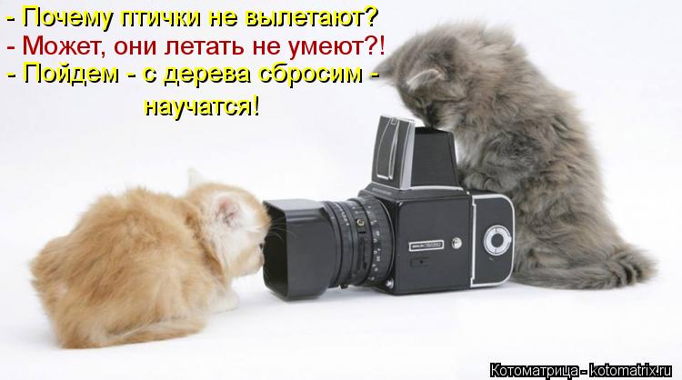 Котоматрица: - Почему птички не вылетают? - Может, они летать не умеют?! - Пойдем - с дерева сбросим -  научатся!