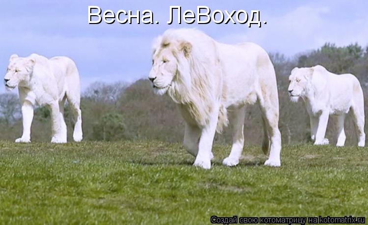 Весна. ЛеВоход.... Котоматрица: Весна. ЛеВоход.
