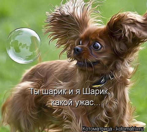 Ты шарик и я Шарик, какой ужас...... Котоматрица: Ты шарик и я Шарик, какой ужас...