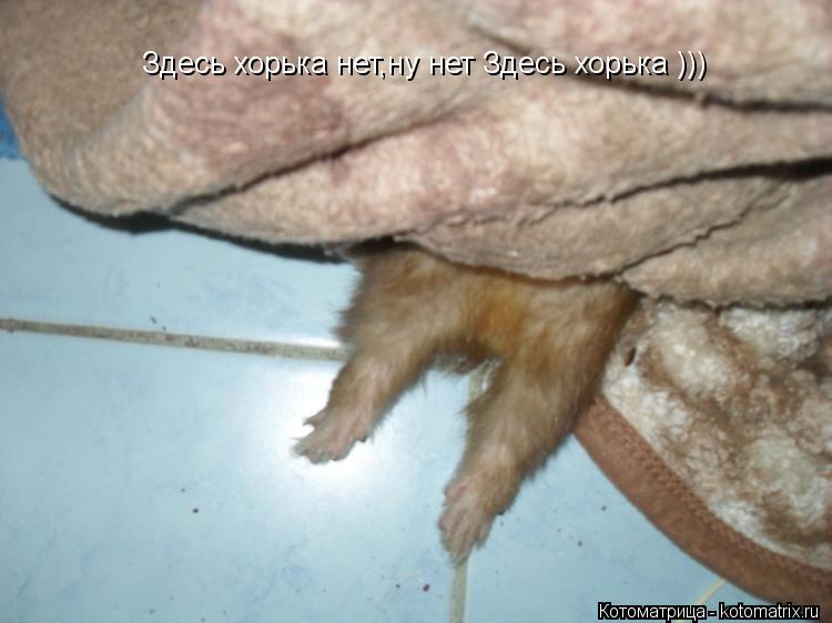 Здесь хорька нет,ну нет Здесь хорька )))... Котоматрица: Здесь хорька нет,ну нет Здесь хорька )))