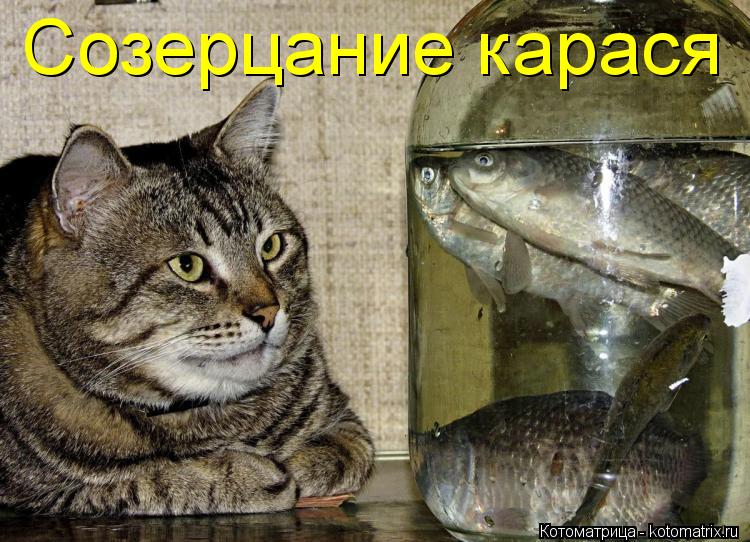 Созерцание карася... Котоматрица: Созерцание карася
