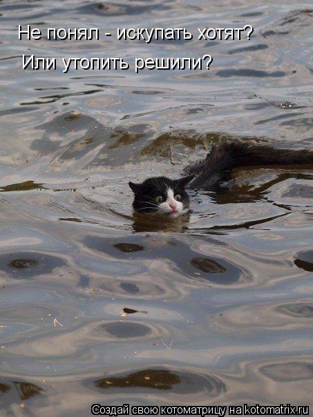 Не понял - искупать хотят? Или утопить решили?... Котоматрица: Не понял - искупать хотят? Или утопить решили?
