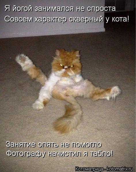 Совсем характер скверный у кота! Я йогой занимался не спроста Занятие опять не помогло Фотографу начи... Котоматрица: Совсем характер скверный у кота! Я йогой занимался не спроста Занятие опять не помогло Фотографу начистил я табло!