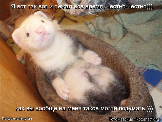Я вот так вот и лежал все время, честно-честно))) как вы вообще на меня такое могли подумать )))... Котоматрица: Я вот так вот и лежал все время, честно-честно))) как вы вообще на меня такое могли подумать )))