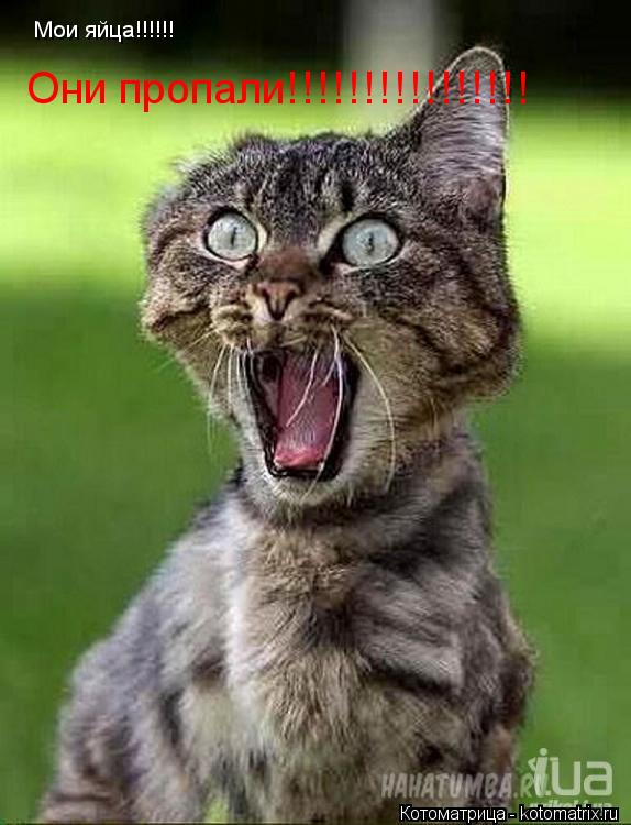 Мои яйца!!!!!! Они пропали!!!!!!!!!!!!!!!!... Котоматрица: Мои яйца!!!!!! Они пропали!!!!!!!!!!!!!!!!