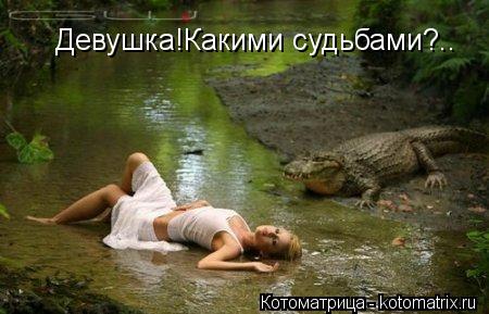 Девушка!Какими судьбами?..... Котоматрица: Девушка!Какими судьбами?..