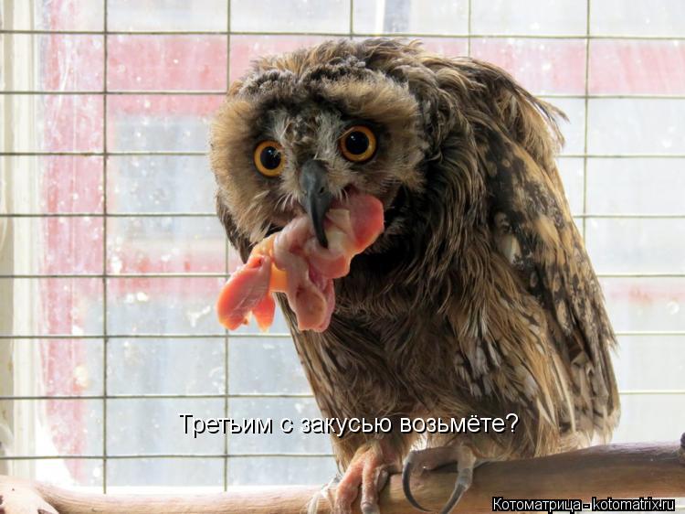 Третьим с закусью возьмёте?... Котоматрица: Третьим с закусью возьмёте?
