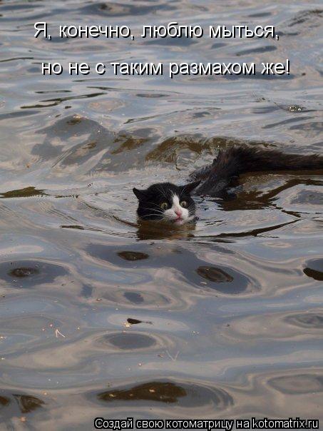 Я, конечно, люблю мыться, но не с таким размахом же!... Котоматрица: Я, конечно, люблю мыться, но не с таким размахом же!
