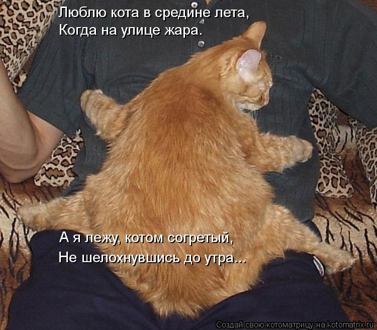 Котоматрица: Люблю кота в средине лета, Когда на улице жара. А я лежу, котом согретый, Не шелохнувшись до утра...