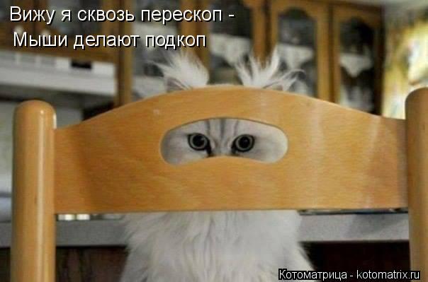 Вижу я сквозь перескоп - Мыши делают подкоп... Котоматрица: Вижу я сквозь перескоп - Мыши делают подкоп