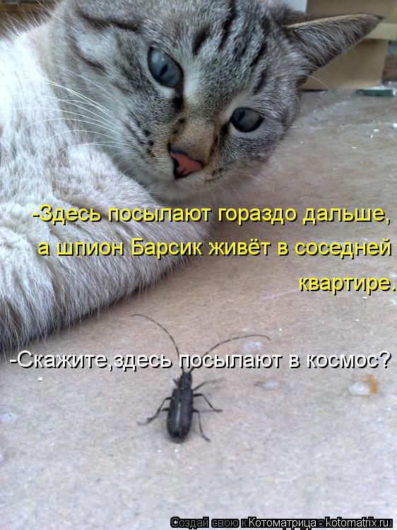 -Скажите,здесь посылают в космос? -Здесь посылают гораздо дальше, а шпион Барсик живёт в соседней ква... Котоматрица: -Скажите,здесь посылают в космос? -Здесь посылают гораздо дальше, а шпион Барсик живёт в соседней квартире.