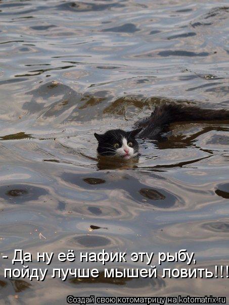 пойду лучше мышей ловить!!! - Да ну её нафик эту рыбу,... Котоматрица: пойду лучше мышей ловить!!! - Да ну её нафик эту рыбу,