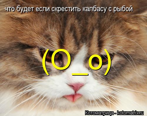 что будет если скрестить калбасу с рыбой (О_о)... Котоматрица: что будет если скрестить калбасу с рыбой (О_о)