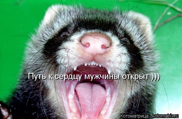 Путь к сердцу мужчины открыт )))... Котоматрица: Путь к сердцу мужчины открыт )))