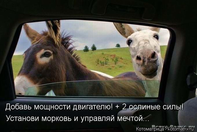 Добавь мощности двигателю! + 2 ослиные силы! Установи морковь и управляй мечтой...... Котоматрица: Добавь мощности двигателю! + 2 ослиные силы! Установи морковь и управляй мечтой...