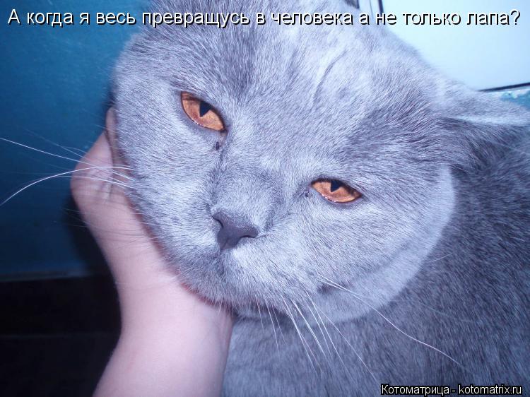 А когда я весь превращусь в человека а не только лапа?... Котоматрица: А когда я весь превращусь в человека а не только лапа?