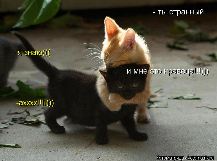 - ты странный - я знаю((( и мне это нравеца!!!))) -ахххх!!!!)))... Котоматрица: - ты странный - я знаю((( и мне это нравеца!!!))) -ахххх!!!!)))