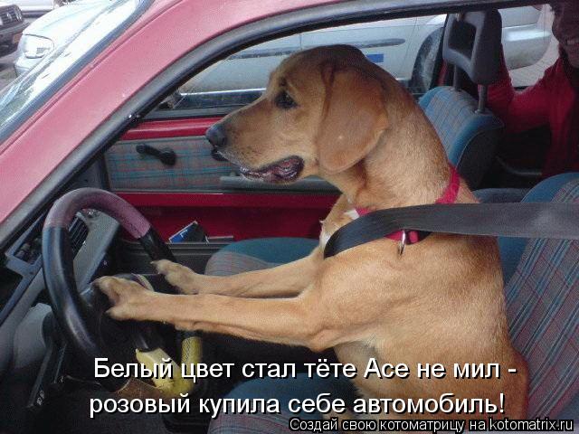 Белый цвет стал тёте Асе не мил - розовый купила себе автомобиль!... Котоматрица: Белый цвет стал тёте Асе не мил - розовый купила себе автомобиль!