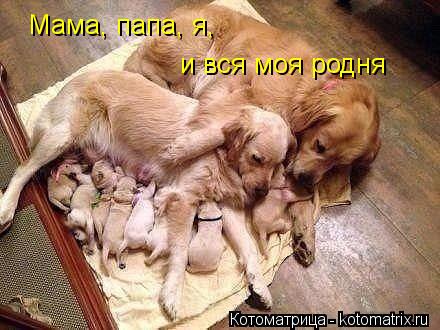 Мама, папа, я, и вся моя родня... Котоматрица: Мама, папа, я, и вся моя родня