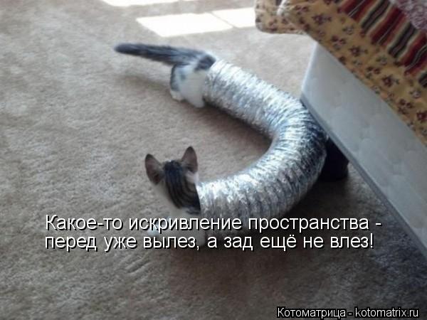 Какое-то искривление пространства - перед уже вылез, а зад ещё не влез!... Котоматрица: Какое-то искривление пространства - перед уже вылез, а зад ещё не влез!