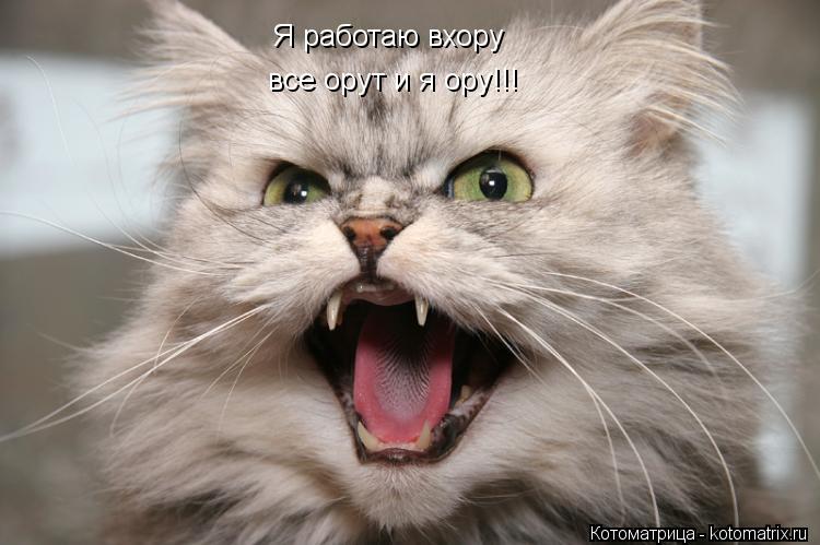 Я работаю вхору все орут и я ору!!!... Котоматрица: Я работаю вхору все орут и я ору!!!