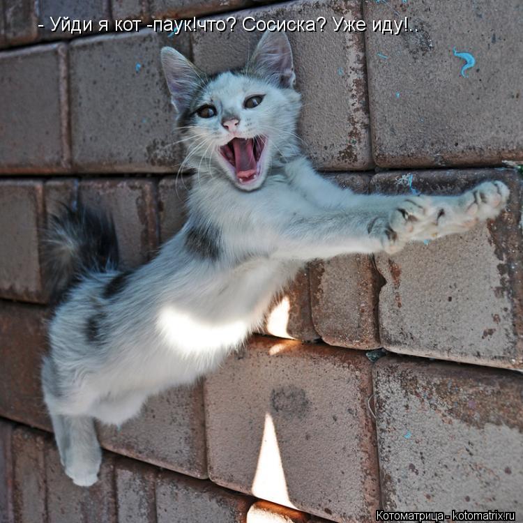- Уйди я кот -паук!что? Сосиска? Уже иду!..... Котоматрица: - Уйди я кот -паук!что? Сосиска? Уже иду!..