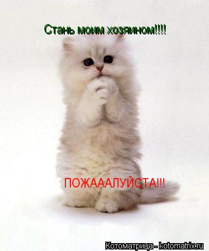 Стань моим хозяином!!!! ПОЖАААЛУЙСТА!!! ПОЖАААЛУЙСТА!!! ПОЖАААЛУЙСТА!!!... Котоматрица: Стань моим хозяином!!!! ПОЖАААЛУЙСТА!!! ПОЖАААЛУЙСТА!!! ПОЖАААЛУЙСТА!!!