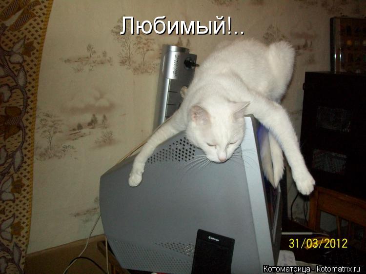 Любимый!..... Котоматрица: Любимый!..