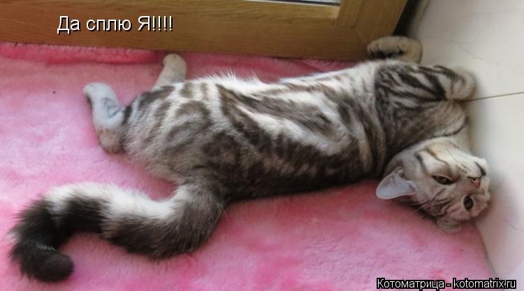 Да сплю Я!!!!... Котоматрица: Да сплю Я!!!!