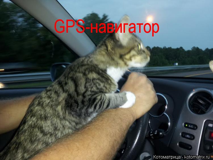 GPS-навигатор... Котоматрица: GPS-навигатор