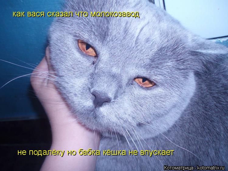 как вася сказал что молокозавод не подалёку но бабка кёшка не впускает... Котоматрица: как вася сказал что молокозавод не подалёку но бабка кёшка не впускает