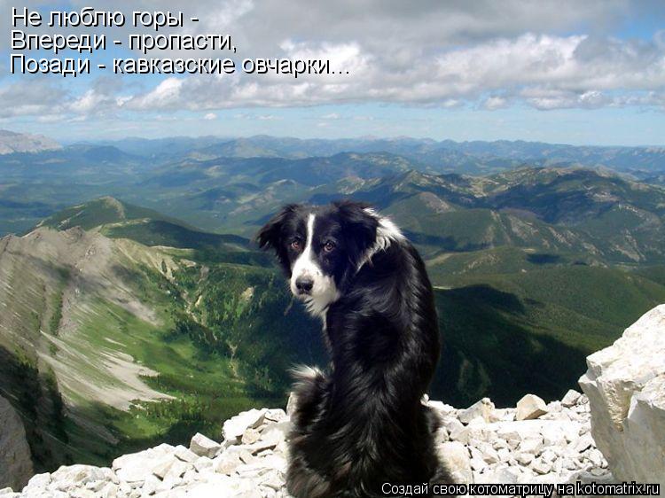 Не люблю горы - Впереди - пропасти, Позади - кавказские овчарки...... Котоматрица: Не люблю горы - Впереди - пропасти, Позади - кавказские овчарки...