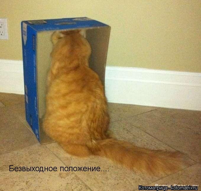 Безвыходное положение....... Котоматрица: Безвыходное положение....