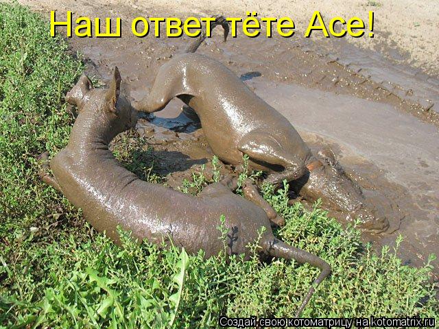 Наш ответ тёте Асе!... Котоматрица: Наш ответ тёте Асе!