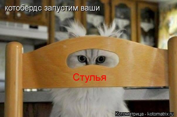 котобёрдс запустим ваши Стулья... Котоматрица: котобёрдс запустим ваши Стулья