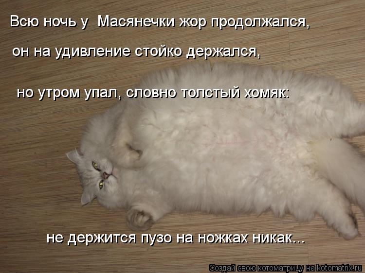 Всю ночь у Масянечки жор продолжался, он на удивление стойко держался, но утром упал, словно толст... Котоматрица: Всю ночь у Масянечки жор продолжался, он на удивление стойко держался, но утром упал, словно толстый хомяк: не держится пузо на ножках ника