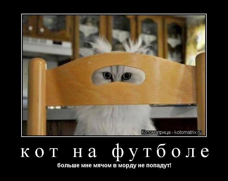 кот на футболе больше мне мячом в морду не попадут!... Котоматрица: кот на футболе больше мне мячом в морду не попадут!
