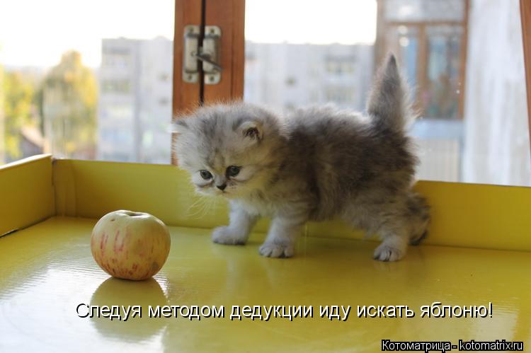 Котоматрица: Следуя методом дедукции иду искать яблоню!