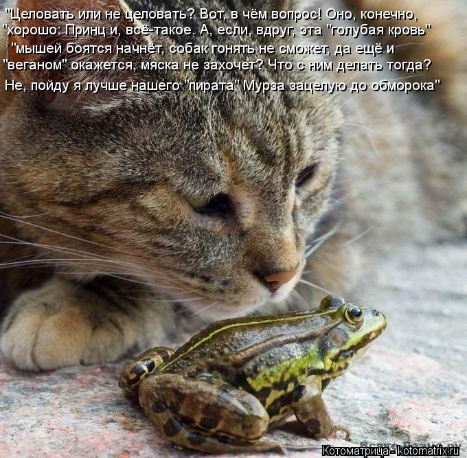 Котоматрица: "Целовать или не целовать? Вот, в чём вопрос! Оно, конечно, "хорошо: Принц и, всё-такое. А, если, вдруг, эта "голубая кровь" "мышей боятся начнёт, с