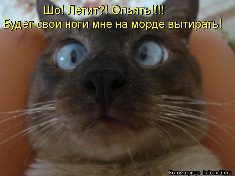 Котоматрица: Шо! Летит?! Опьять!!!! Будет свои ноги мне на морде вытирать! Будет свои ноги мне на морде вытирать! Шо! Летит?! Опьять!!!!