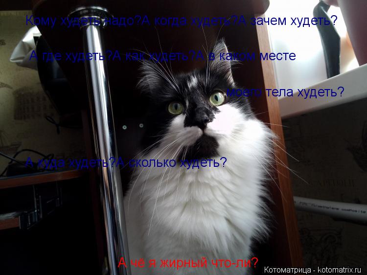 Кому худеть надо?А когда худеть?А зачем худеть? А где худеть?А как худеть?А в каком месте моего тела... Котоматрица: Кому худеть надо?А когда худеть?А зачем худеть? А где худеть?А как худеть?А в каком месте моего тела худеть? А куда худеть?А сколько худеть? А