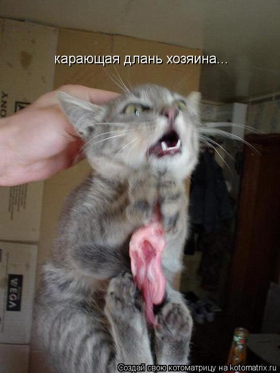 карающая длань хозяина...... Котоматрица: карающая длань хозяина...