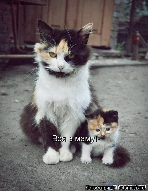 Вся в маму!-... Котоматрица: Вся в маму!-