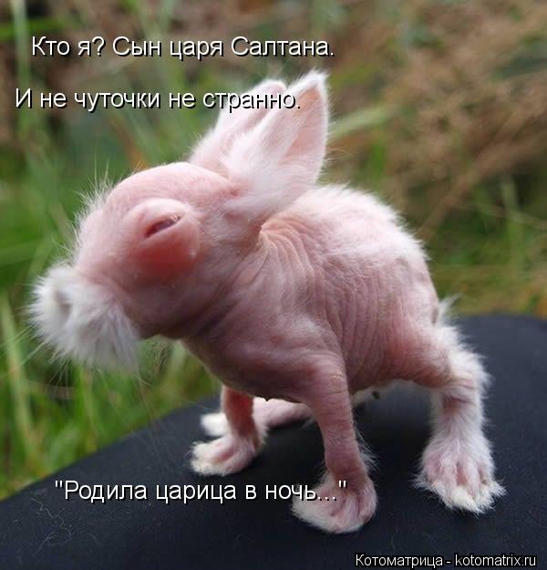 Котоматрица: Кто я? Сын царя Салтана. И не чуточки не странно. "Родила царица в ночь..."