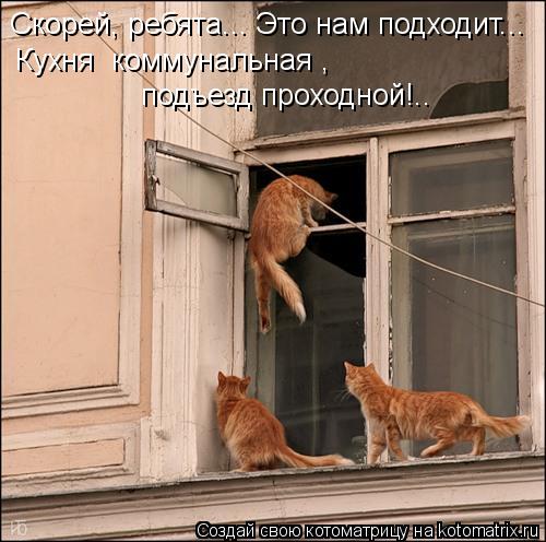 Скорей, ребята... Это нам подходит... Кухня коммунальная , подъезд проходной!..... Котоматрица: Скорей, ребята... Это нам подходит... Кухня коммунальная , подъезд проходной!..