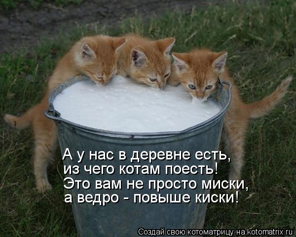 http://kotomatrix.ru/images/lolz/2013/07/30/kotomatritsa_GL.jpg