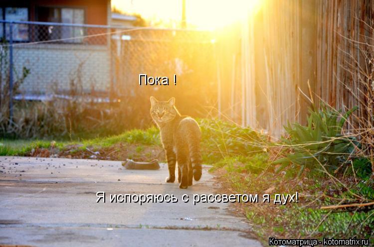 Пока ! Я испоряюсь с рассветом я дух!... Котоматрица: Пока ! Я испоряюсь с рассветом я дух!